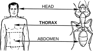 1920px-thorax_-psf-.svg.png