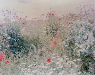 Ori Gersht, Wildflowers from Flowers, 2004