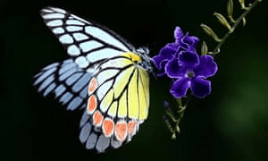 sri-lankan-butterflies-010.jpg