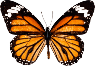 purepng.com-butterflybutterflyinsectsbloodwormwingspairs-1701528208053sfd0g.png