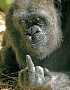 gorilla-finger.jpg