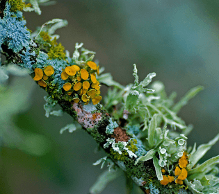 lichen-jim-mccolluch.jpg