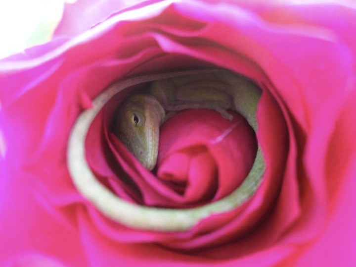 Lizard uses flower as comfy bed