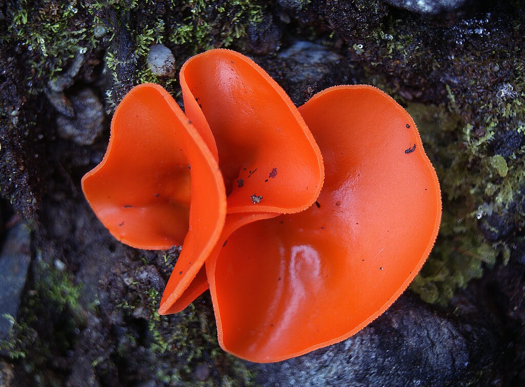 fungi03.jpg