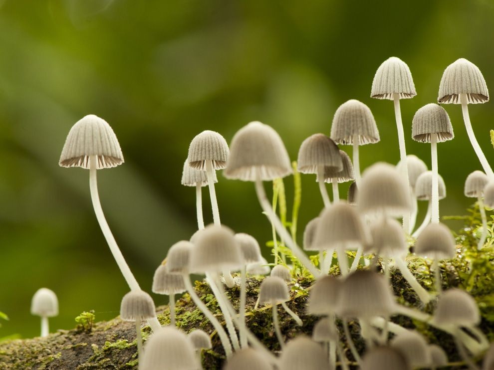 Гиднелум пек саңырауқұлақтары. Кестені безендіруге қолданылған фрагмент атауын жазыңыз саңырауқұлақтар. Мухомор пантерный и мухомор красный. Гриб боровик маслята белый гриб. Жапсыру.