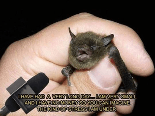 tumblr_plg2ktju5b1qcjfi8_540.jpg