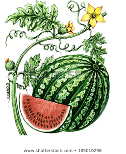 fruits-leaves-watermelon-botany-450w-185010296.jpg