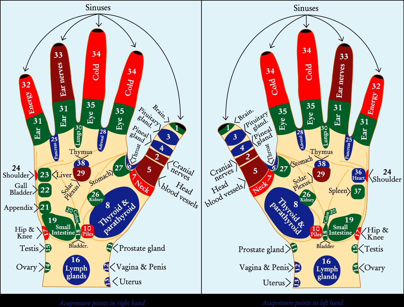 Acupuncturepointsonthehand.png — Are.na