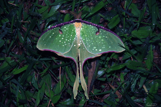 Luna moth on a fox glove leaf