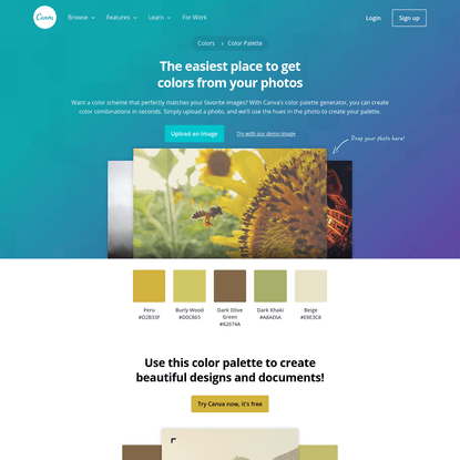 Color palette generator | Canva Colors