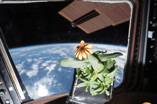Flower grown inside the International Space Station orbiting Earth January 2016