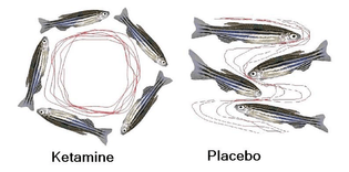 ketamine-fish.jpg