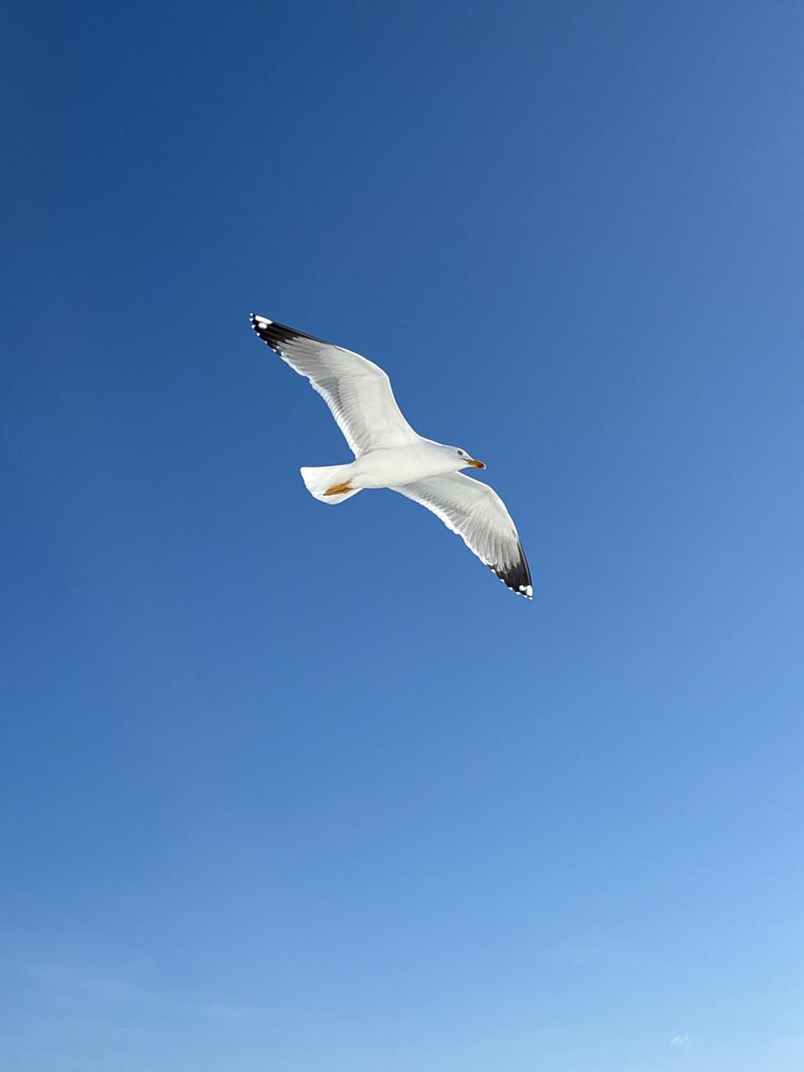 area bird of the moment: A seagull in the aegean sea