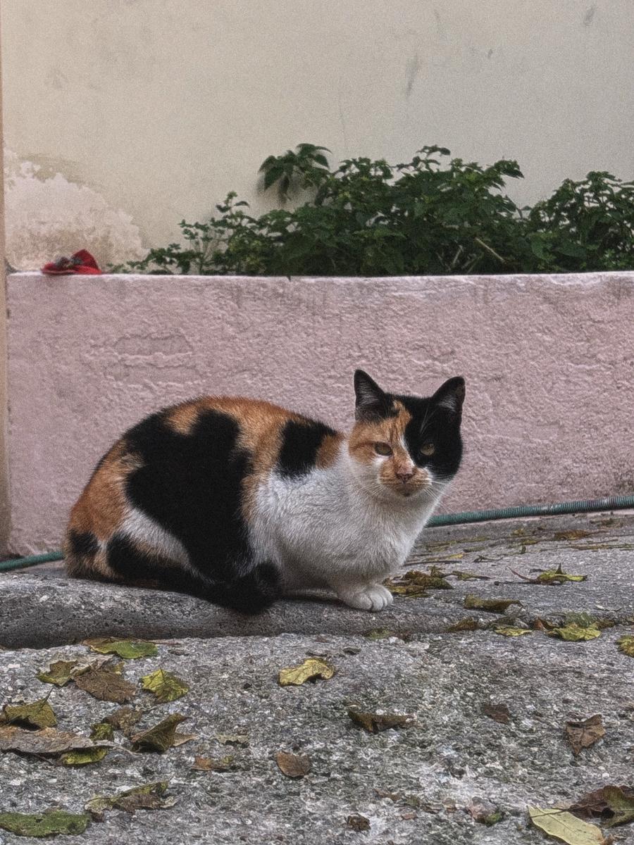 area bird of the moment: A colourful cat