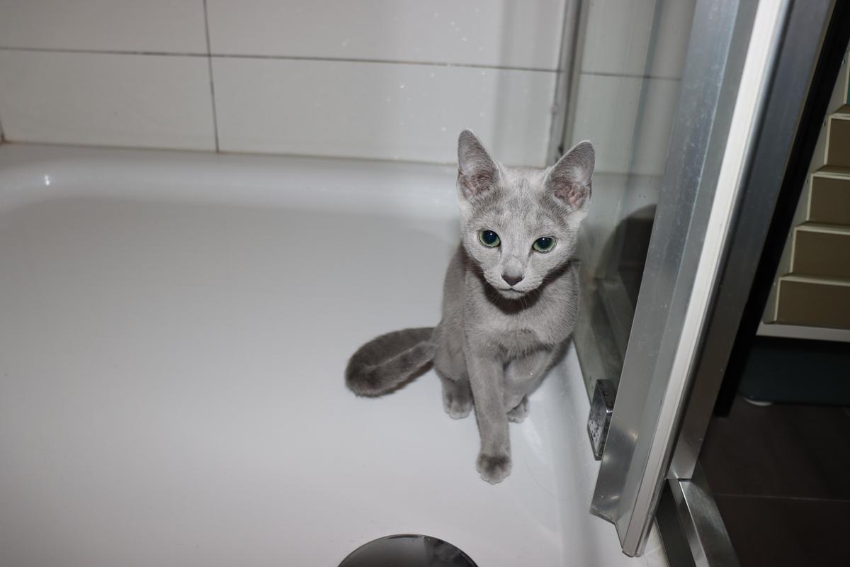area bird of the moment: a shower cat