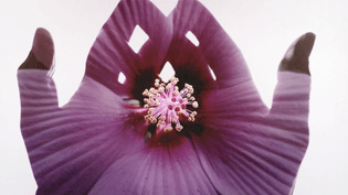 hands-silhouette-hibiscus.png