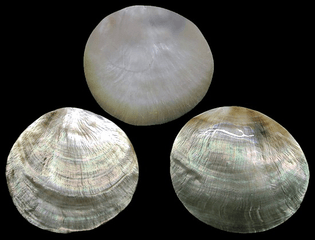 polished_blacklip_oyster.jpg