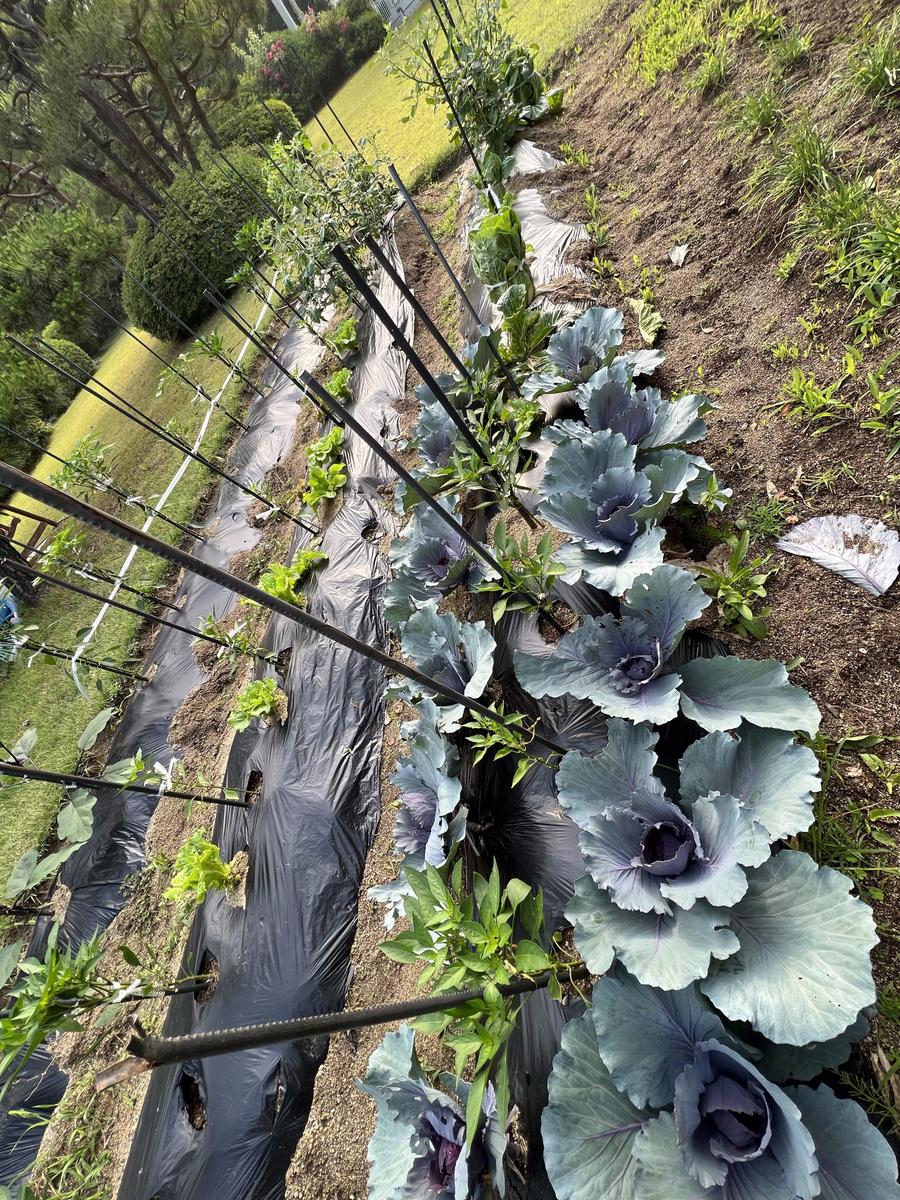 Grandmother's garden