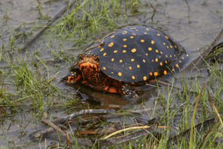 spotted-turtle.jpg