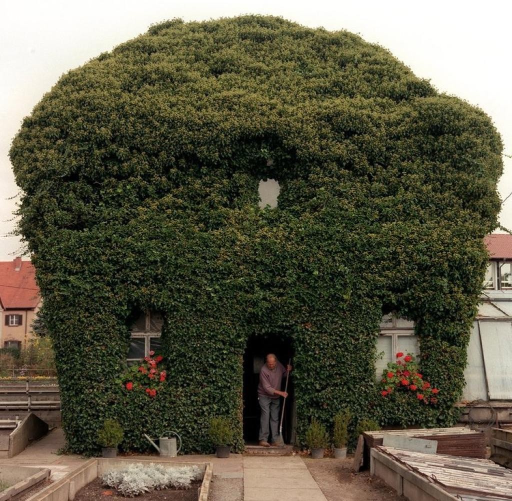 Ivy covered house (Hammelburg, Germany) by Wolf-Dietrich Weissbach