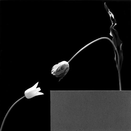 Robert Mapplethorpe, Two Tulips, 1984.