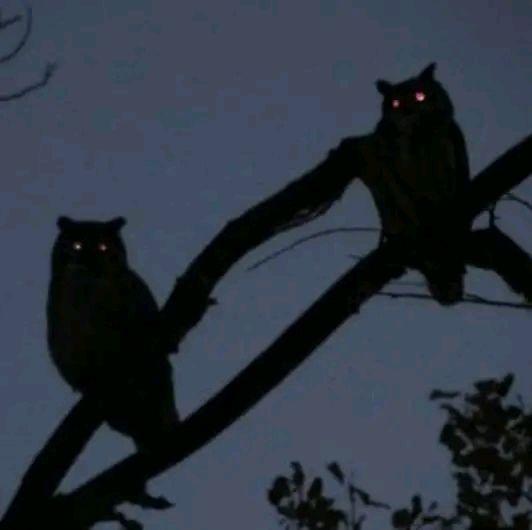 night owl