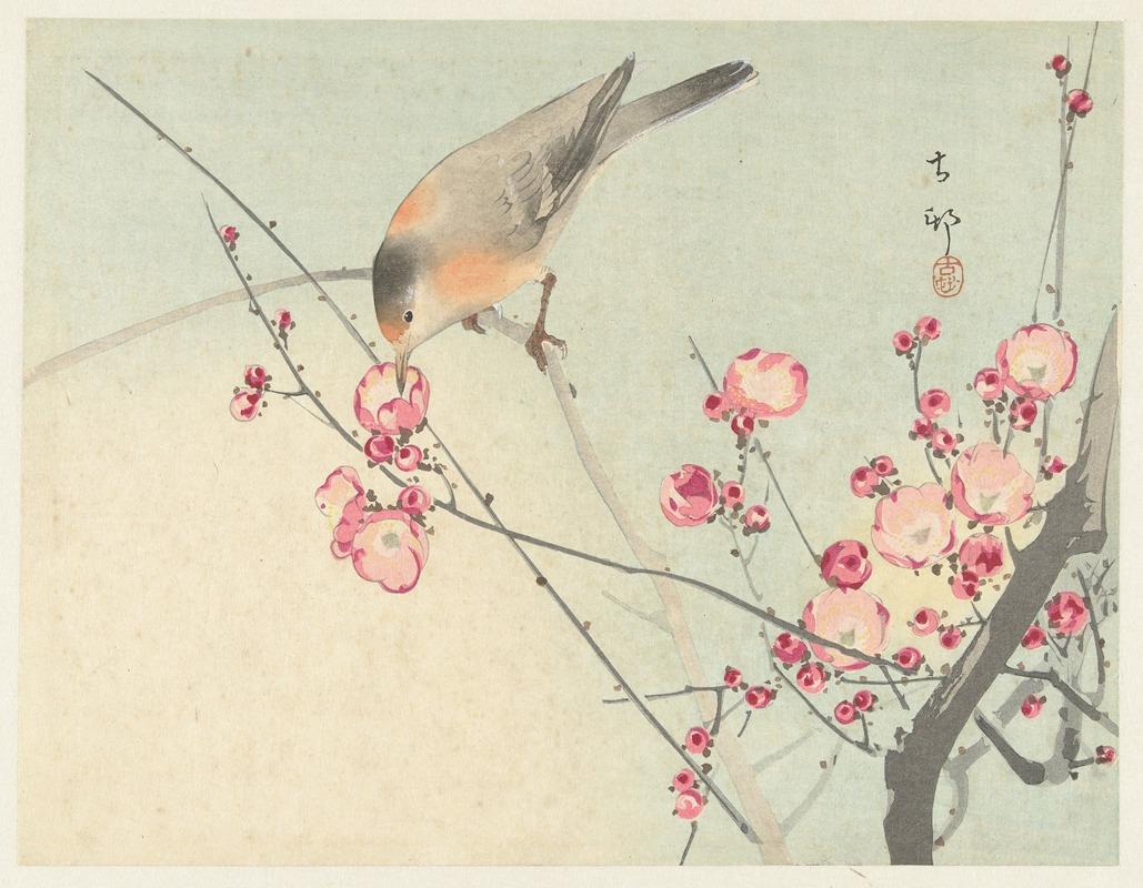Songbird on blossom branch - Artvee