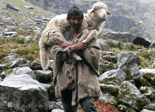 shepherd.jpg