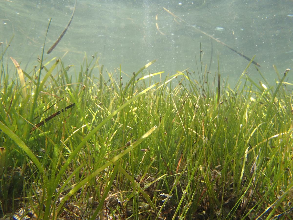 Seagrass_Zostera_marina_(Dzharylhach_island).jpg (JPEG Image, 3968 × 2976 pixels) — Scaled (35%)