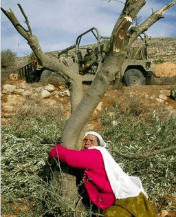 palestinian-hugs-an-olive-tree-cut-down-by-israelis.png