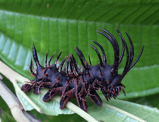 metal-caterpillar.png