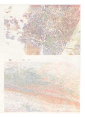 Screen printed dye plant print with dyers chamomile, red cabbage and madder root on hemp paper.