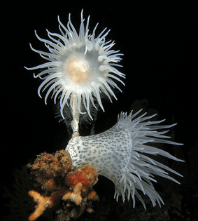 sea-anemone-clipart-underwate-rock-754124-2328964.jpg