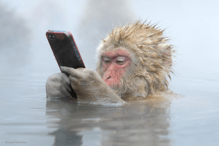 snow-monkey-.png