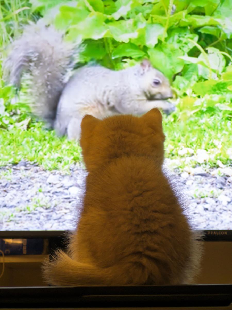 2026-02-25 猫的图