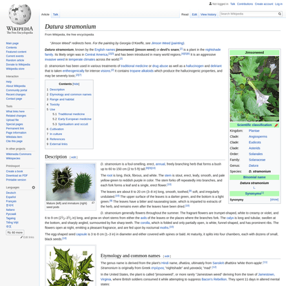 Datura stramonium - Wikipedia