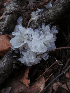 snow fungus