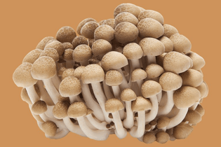 beech-mushrooms-050418.jpg