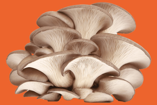 oyster-mushroom-050418.jpg