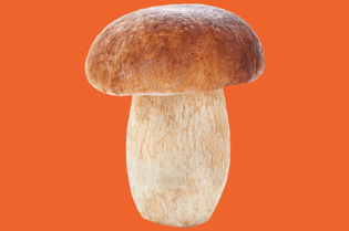 porcini-mushroom-050418.jpg