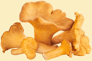 chanterelle-mushrooms-050418.jpg