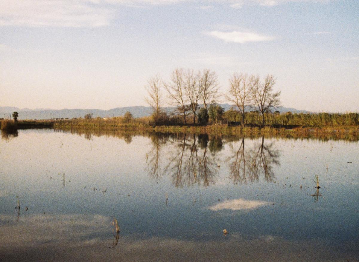 Arrozal del delta del Ebro