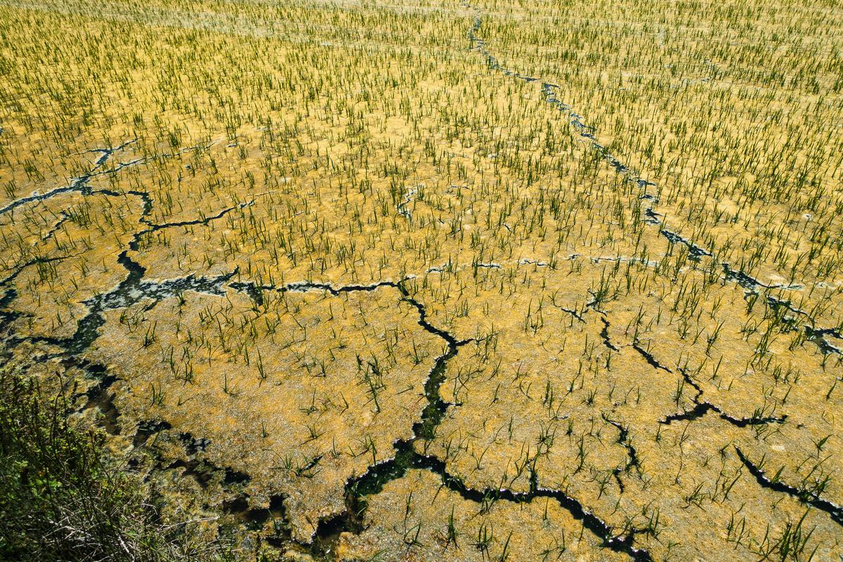 Delta del Ebro (proyecto Sequere), 2022