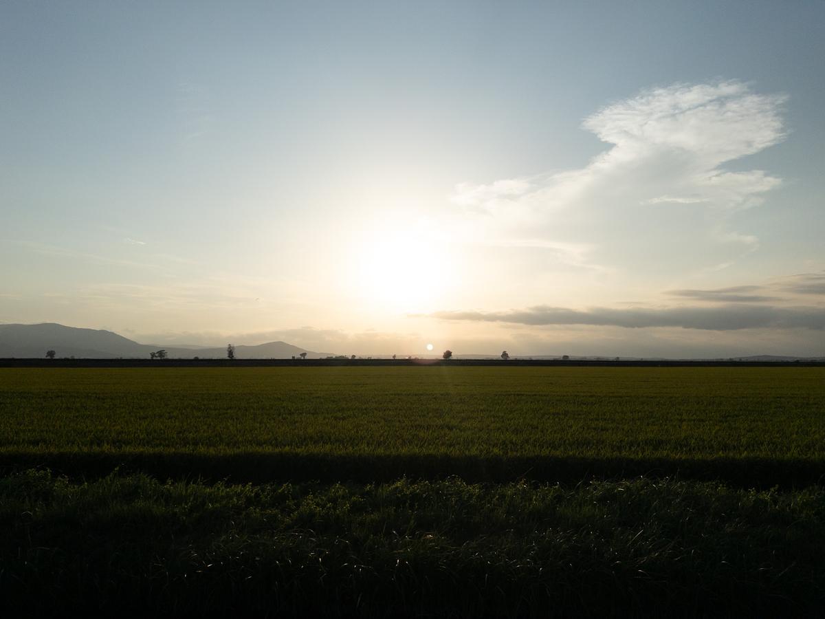 Arrozal al atardecer