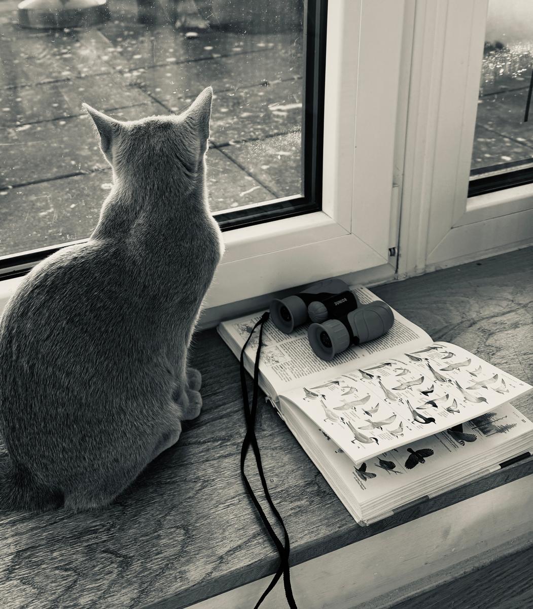 area bird of the moment