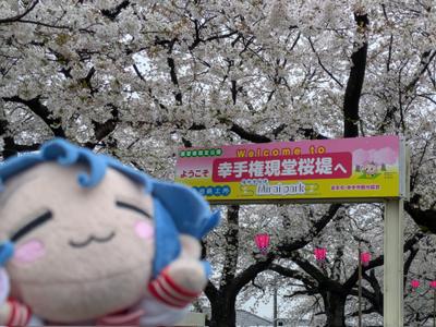 緋竜@4/4〜5埼玉で花見 on X: "もちろんこなちゃんも桜を楽しみましたw #らきすた https://t.co/TOY5sUBwPn" / X