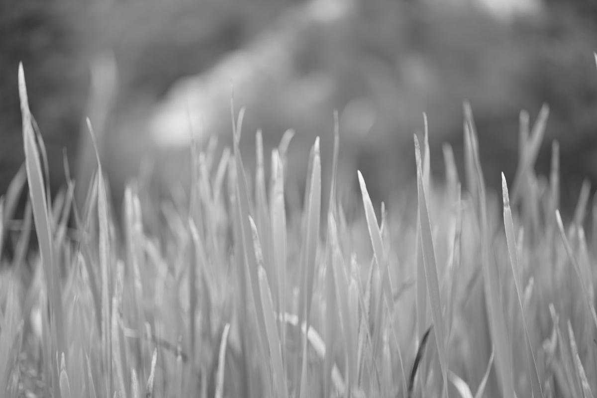 2022-09-09_a-field-of-wheat-w0zn5ry67f8.jpg