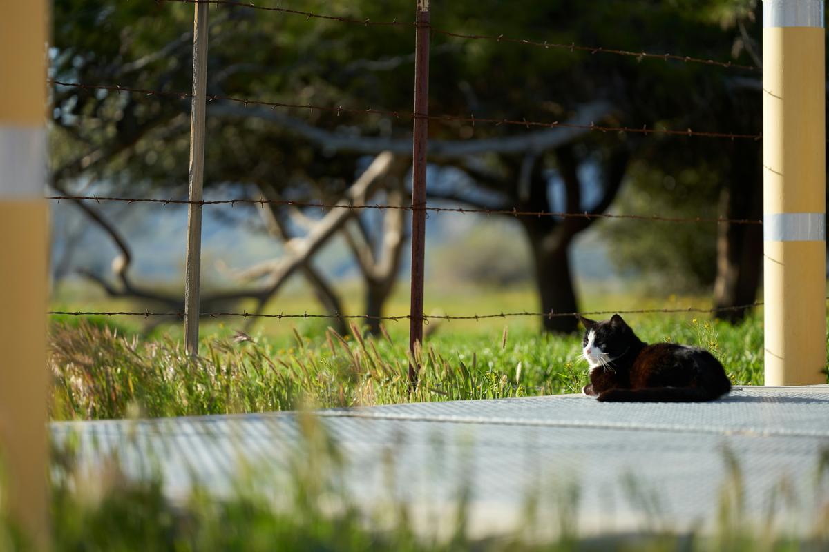 2023-03-26_a-cat-sitting-on-the-ground-behind-a-fence-1_xhxq2ija4.jpg