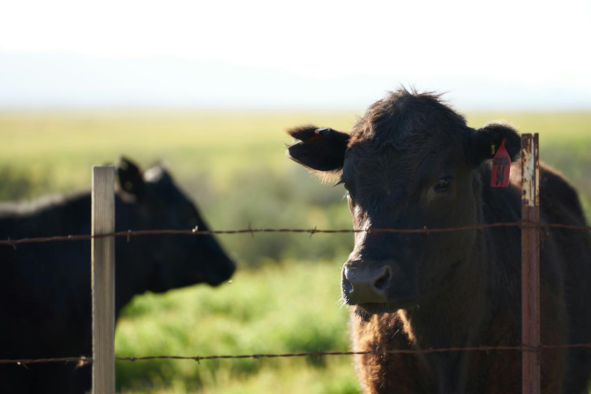 2023-03-26_a-couple-of-cows-standing-next-to-each-other-behind-a-fence-ppjsrgkoynw.jpg