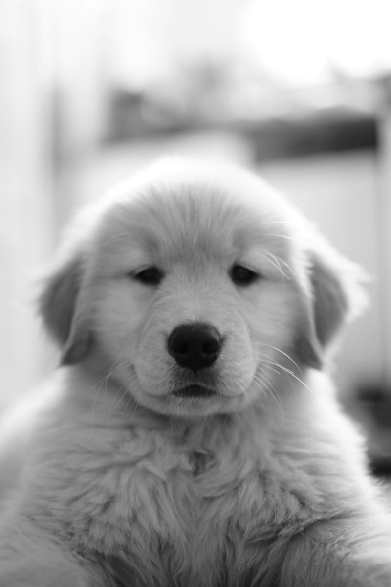 2023-08-17_a-black-and-white-photo-of-a-puppy-xjnlea62bry.jpg